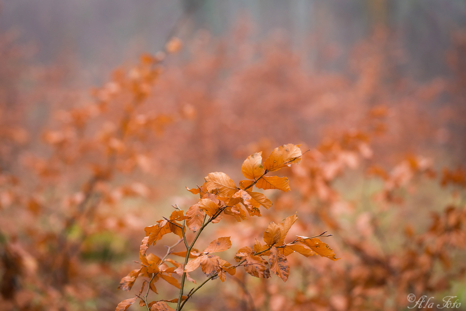 autumnleaves