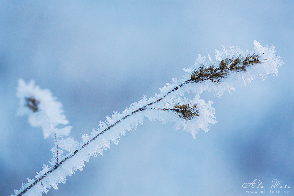 frost_1
