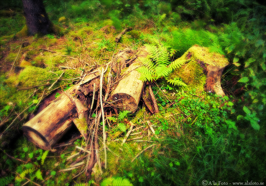 Copyright Anneli Larsson www.alafoto.se