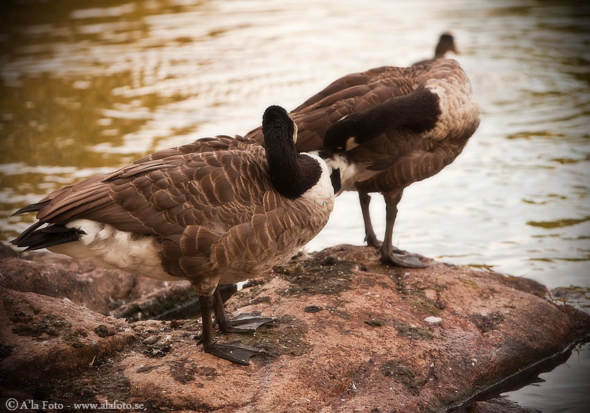 Copyright Anneli Larsson www.alafoto.se