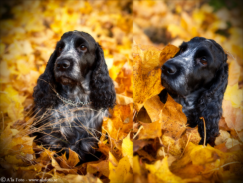 Copyright Anneli Larsson www.alafoto.se