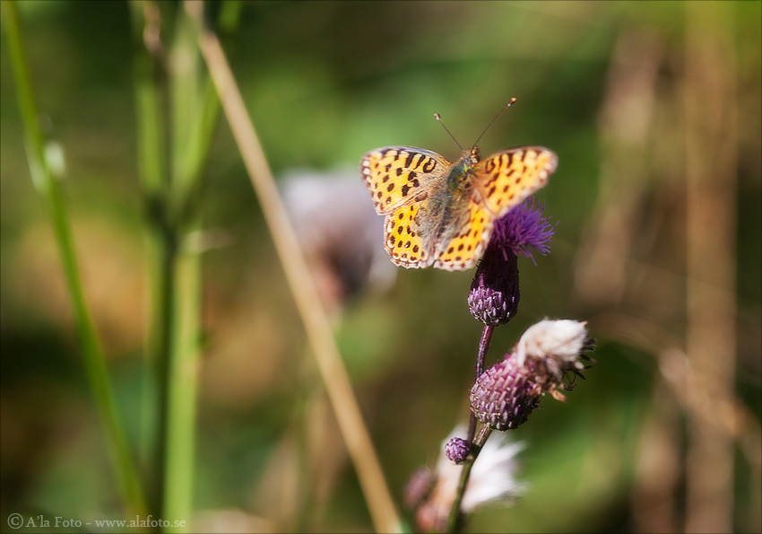 Copyright Anneli Larsson www.alafoto.se