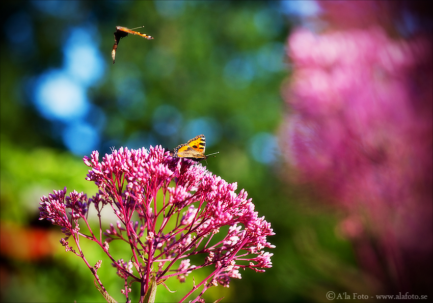 Copyright Anneli Larsson www.alafoto.se