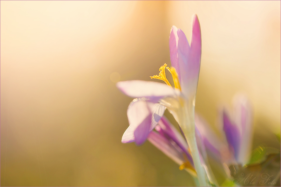 blommig_fredag_krokus