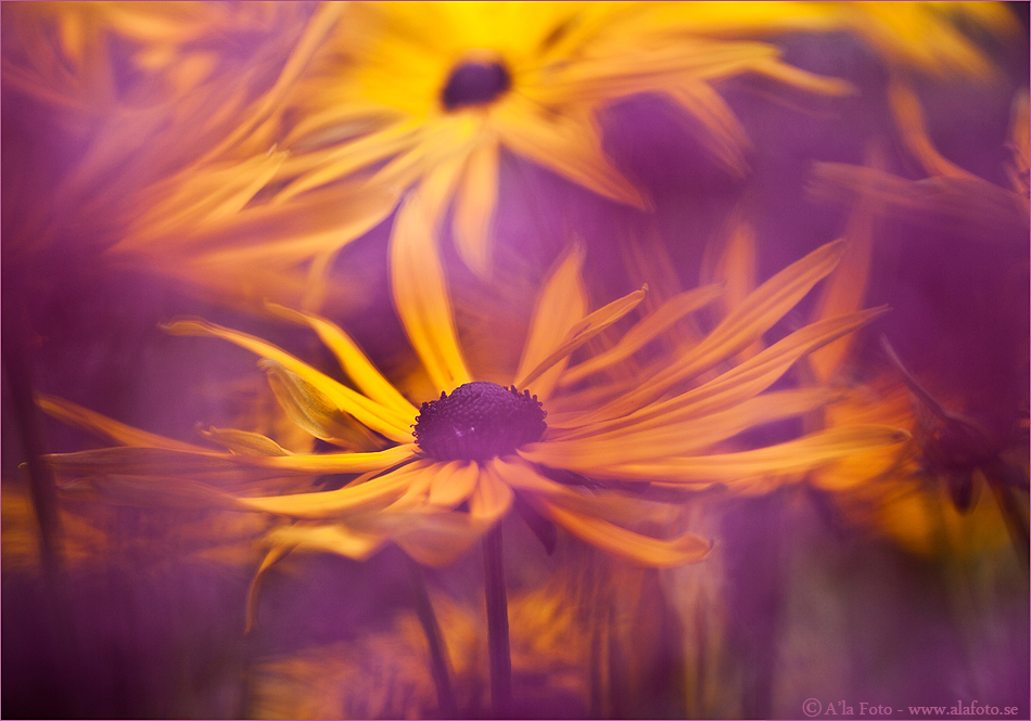 Copyright Anneli Larsson www.alafoto.se width=