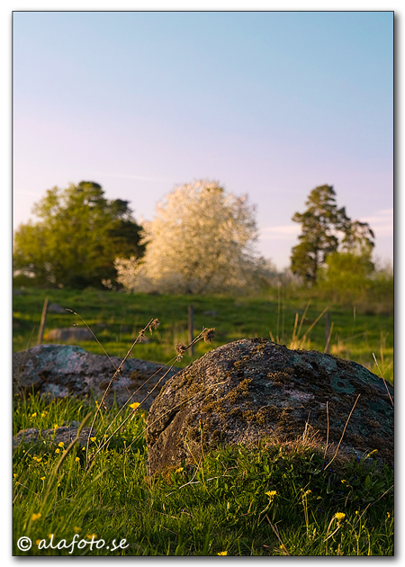 hagblommor4.jpg