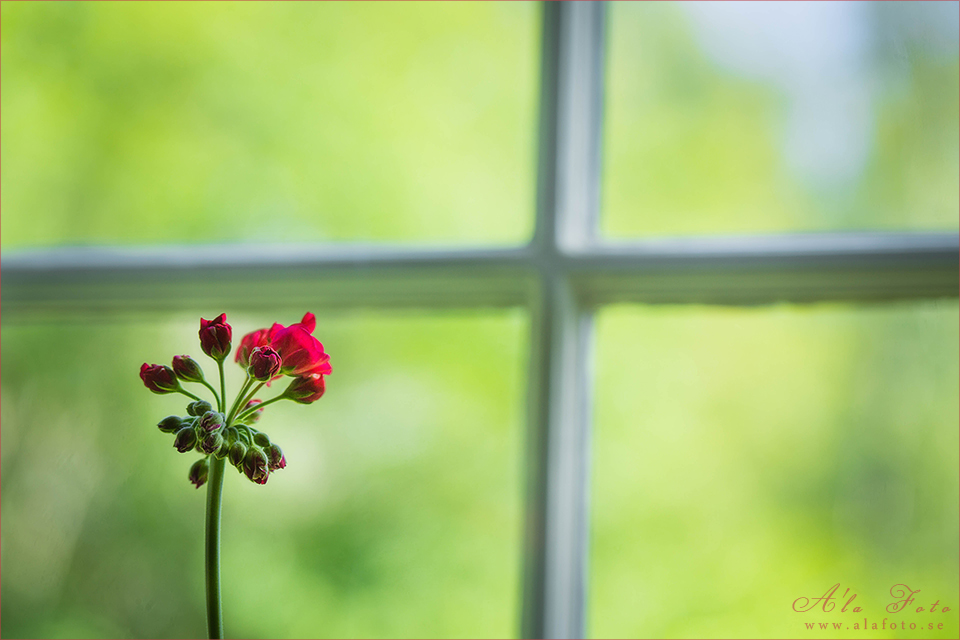 pelargonknoppen