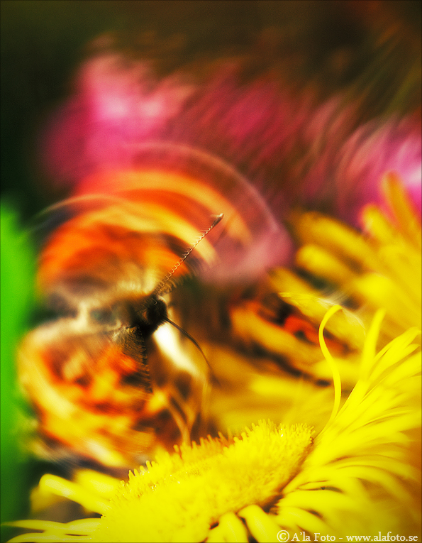 Copyright Anneli Larsson www.alafoto.se