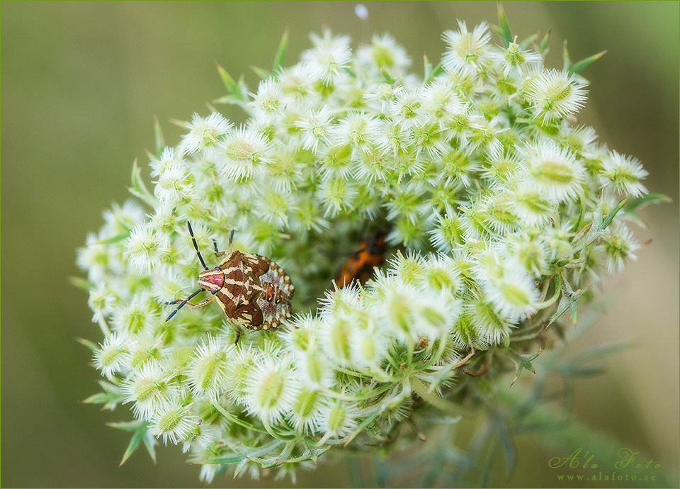 tisdagstema_utforska_insekter