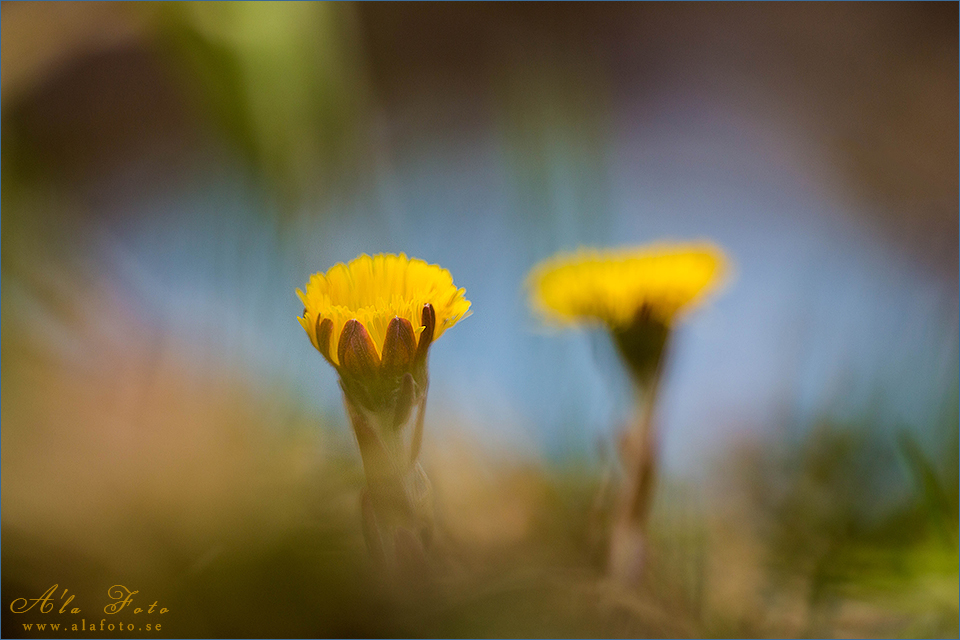 torsdagstema_tussilago