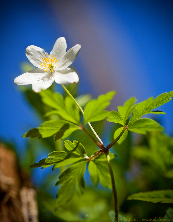 Copyright Anneli Larsson www.alafoto.se