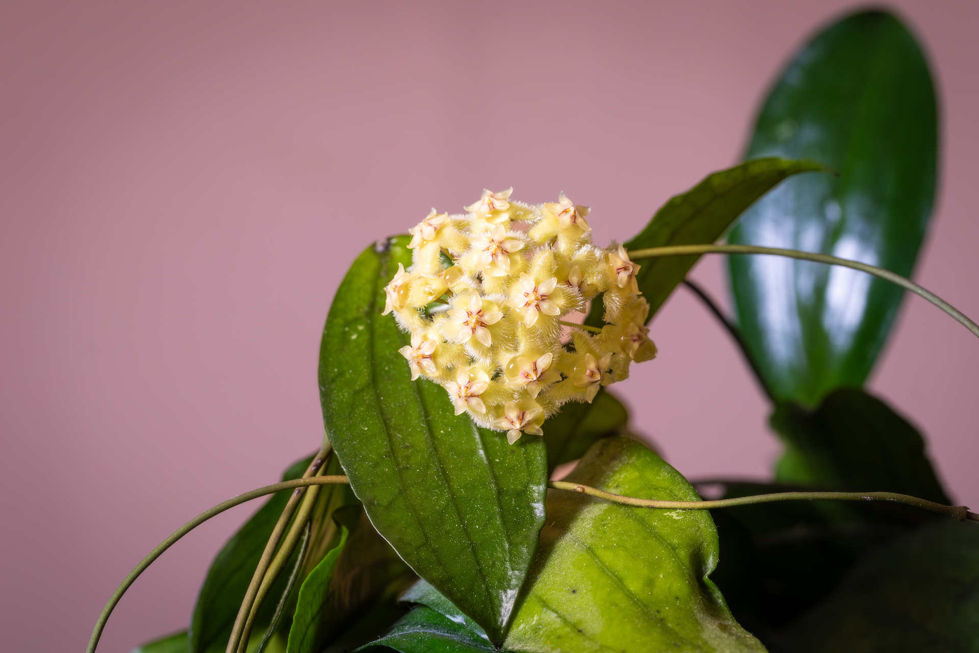 hoya erythrina