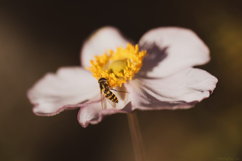 fluga