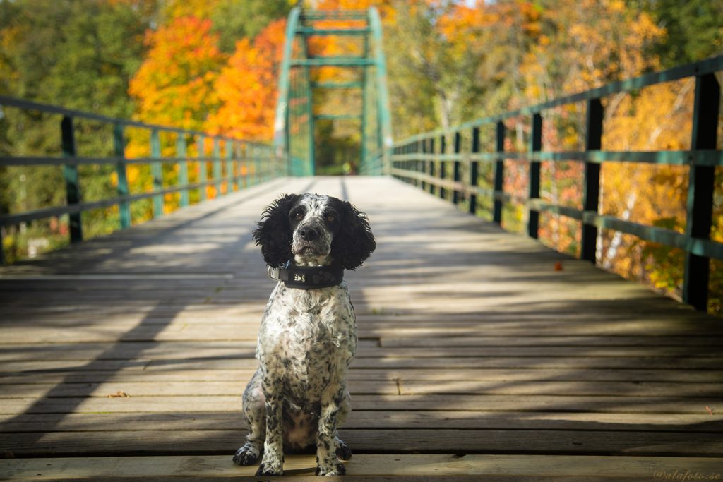 hundfotograf i Linköping