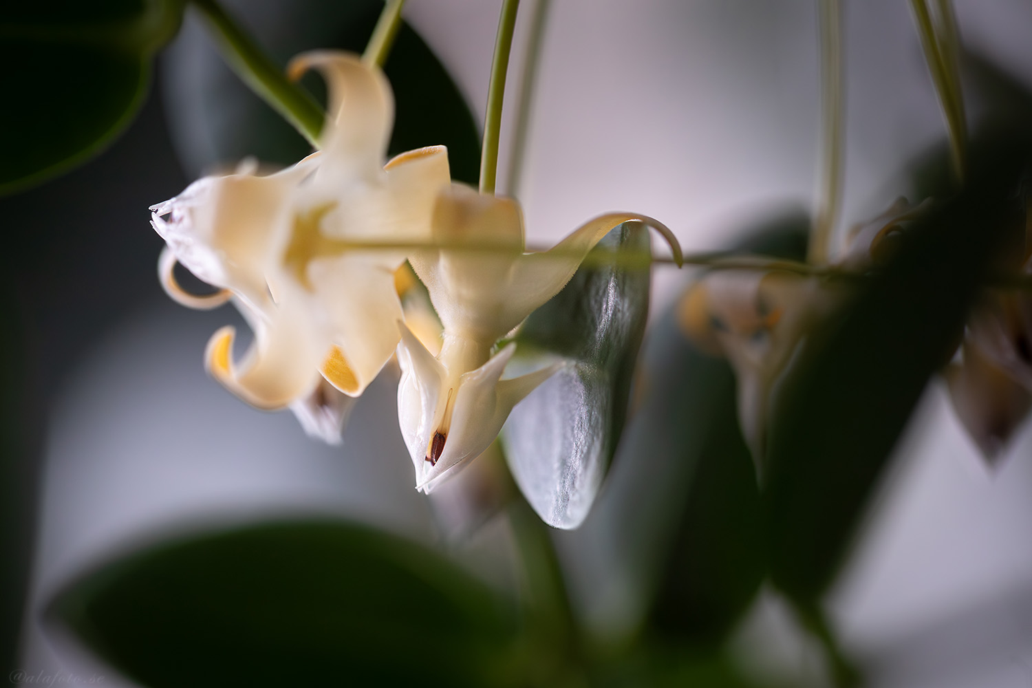 Hoya multiflora och trips 