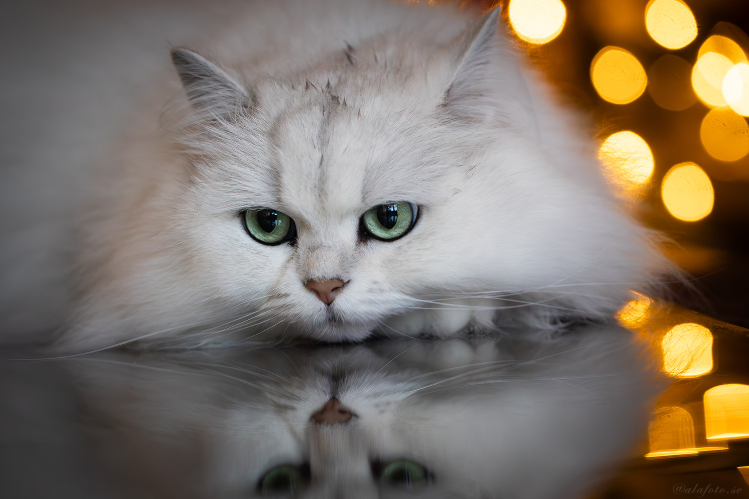 Trassel: Brittiskt långhår svartsilver!