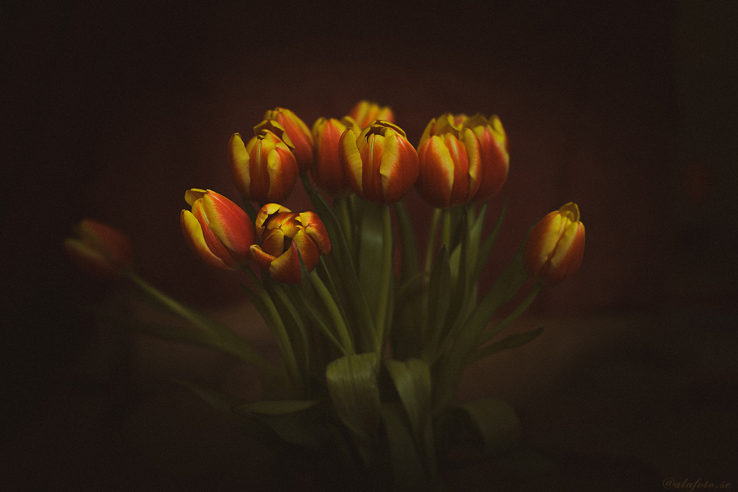 Födelsedagstulpaner