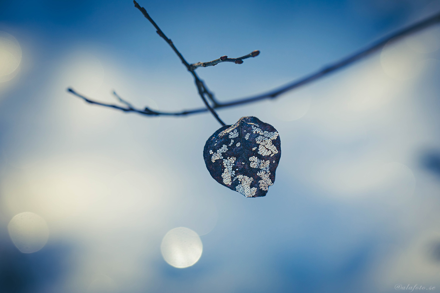 Skogspromenad i Ullstämma naturreservat