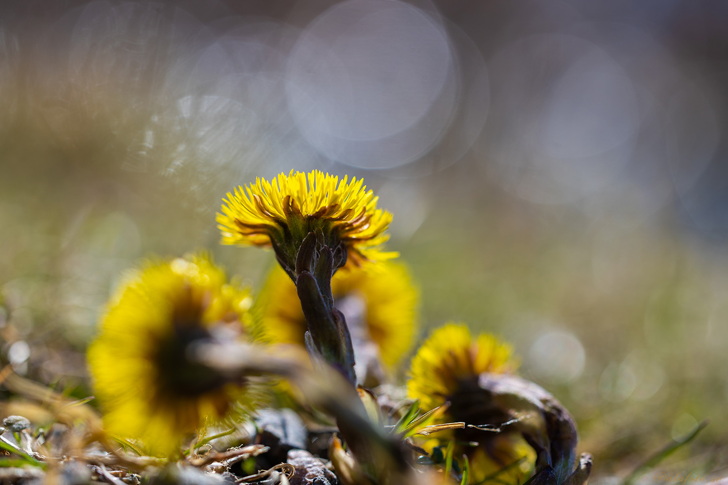 Tussilago i solglitter