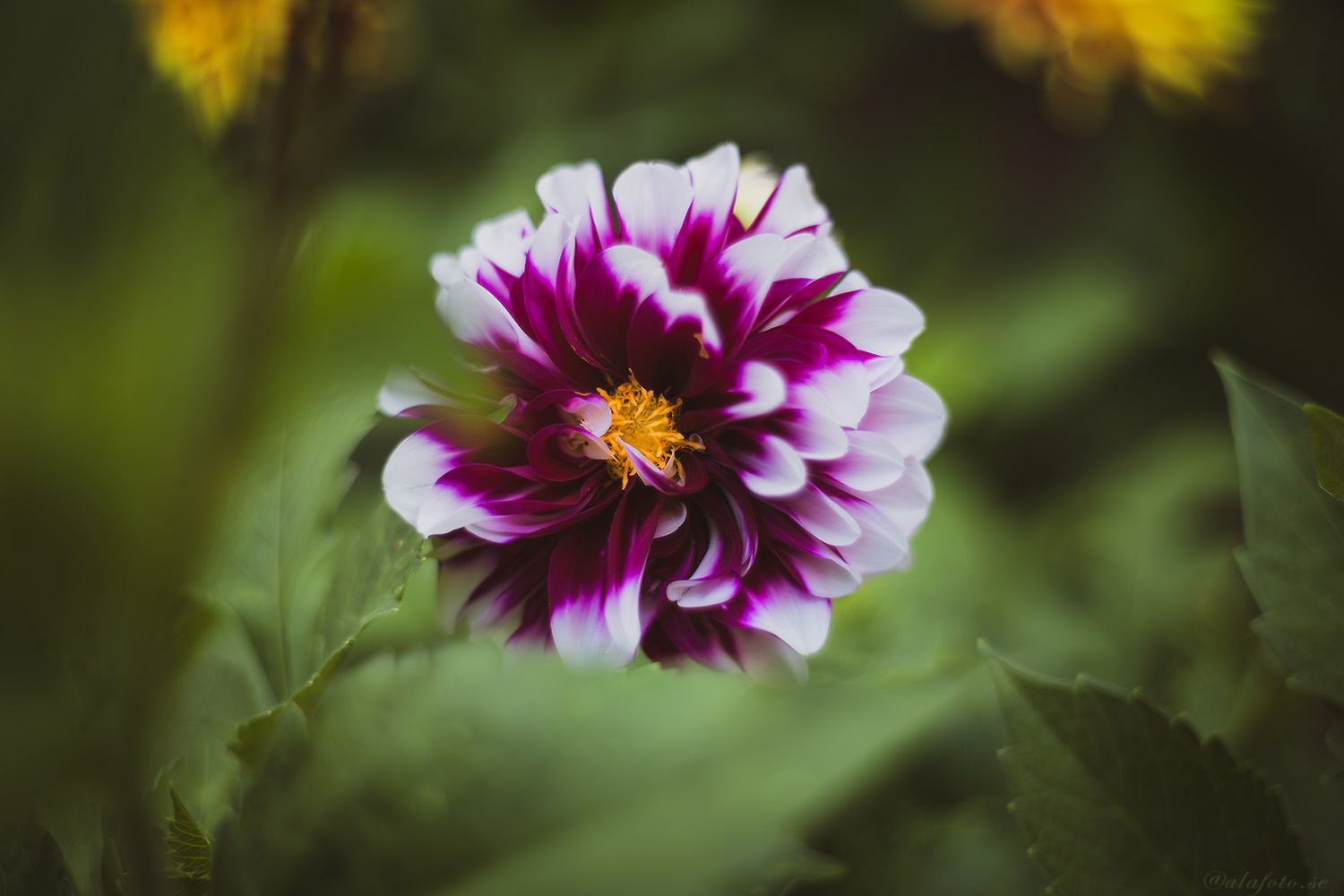 Den blommande ängen i trädgården!