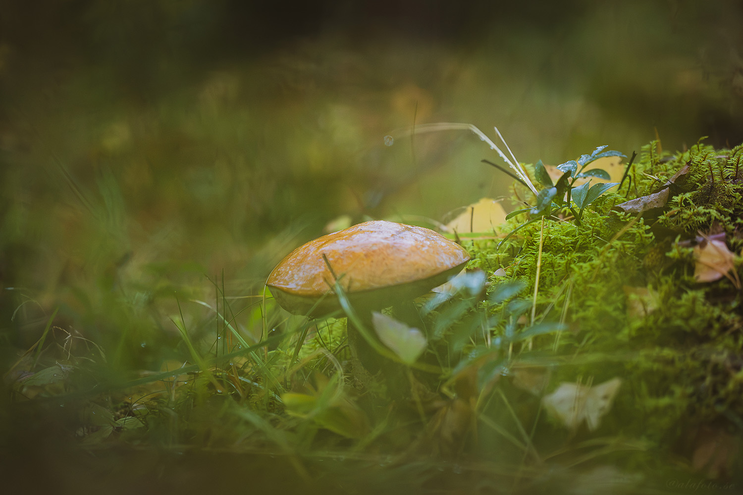 Fotografera svampar i mörker!