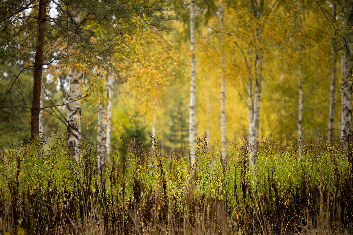 Ljungsbro naturreservat